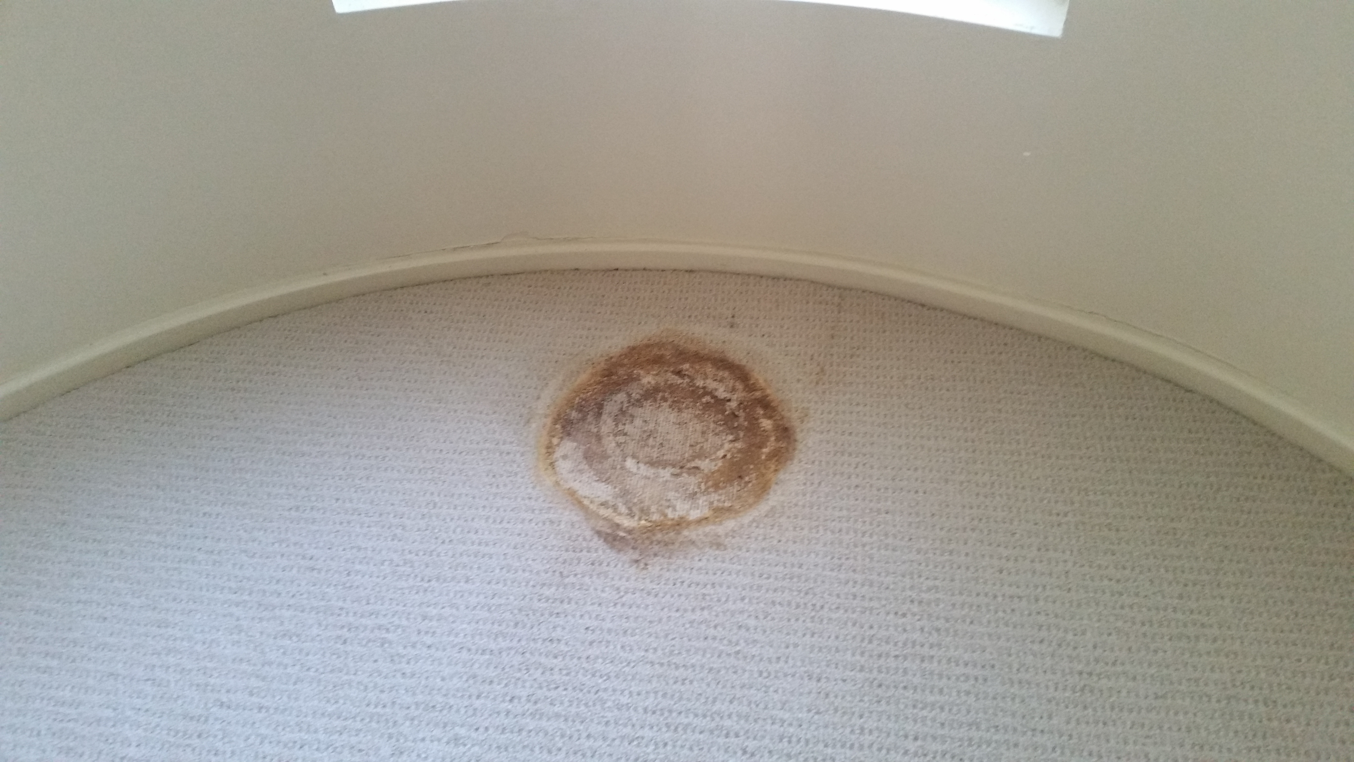Potted plants on carpet are not a good idea, often leaking and causing rot