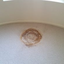 Carpet damage from Pot Plant