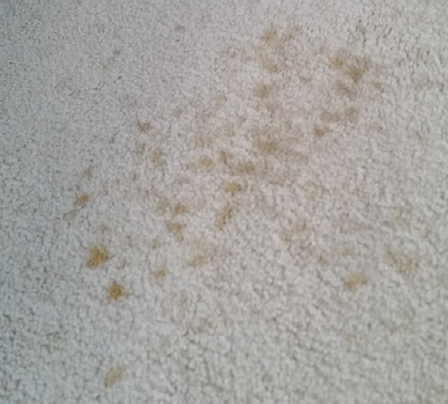 Carpet Oil stains and their removal from carpet can be quite successful