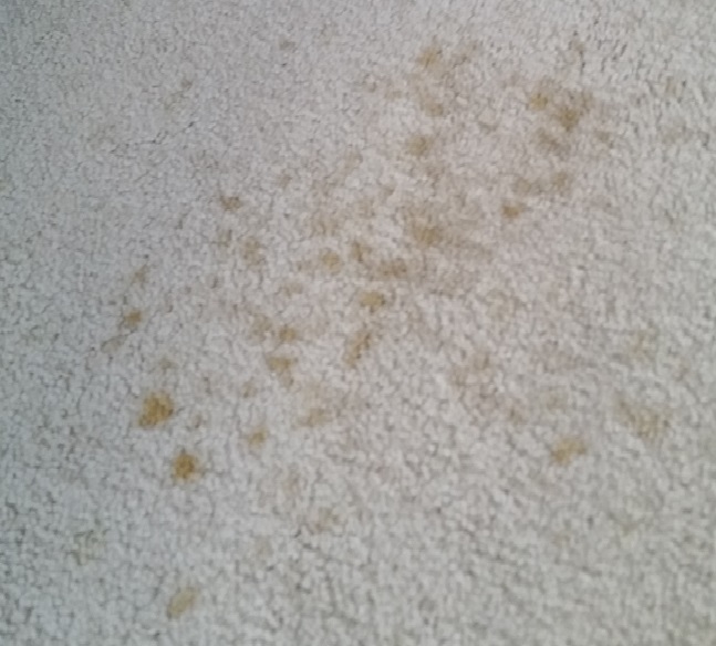 Carpet Oil Stains And Their Removal From Carpet Can Be Quite Successful