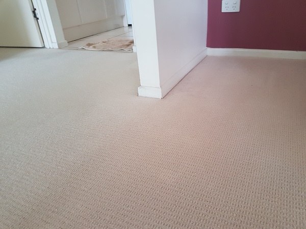 Red wine removal from carpet