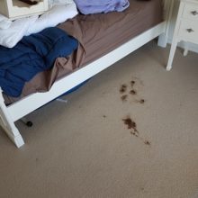 Blood stain on carpet