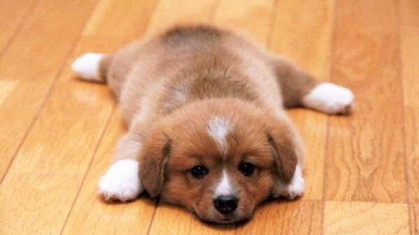 Cute puppy Cute Puppy