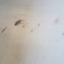 Carpet Stain Removal Exercise Bike