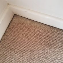 Damage by the Australian carpet beetle