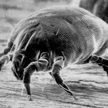 Dust Mite