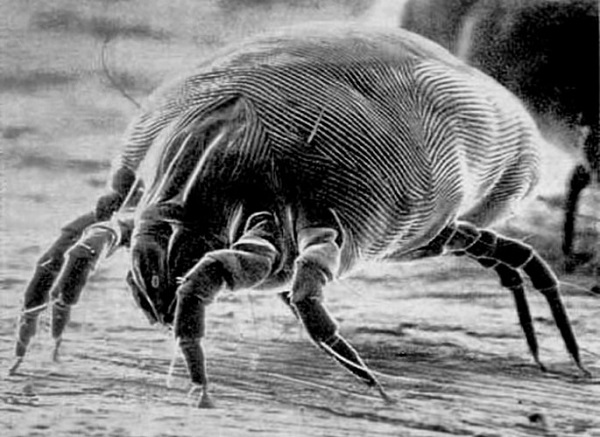 Dust Mite